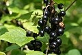 What superfood's best? New Zealand blackcurrants key for brain health.