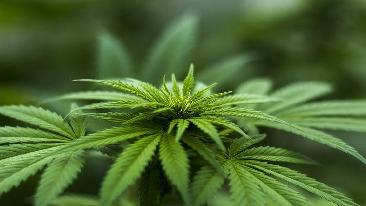 独家专访：汉麻产品受欢迎，中国健康实业营业额激增五成