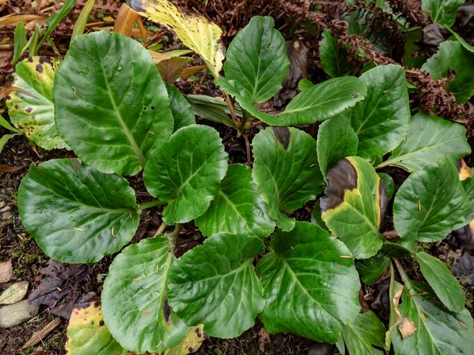 Bergenia-Ciliata.jpg