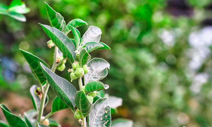 Ashwagandha roots, leaf extract shown to stimulate immunity – 60-day trial