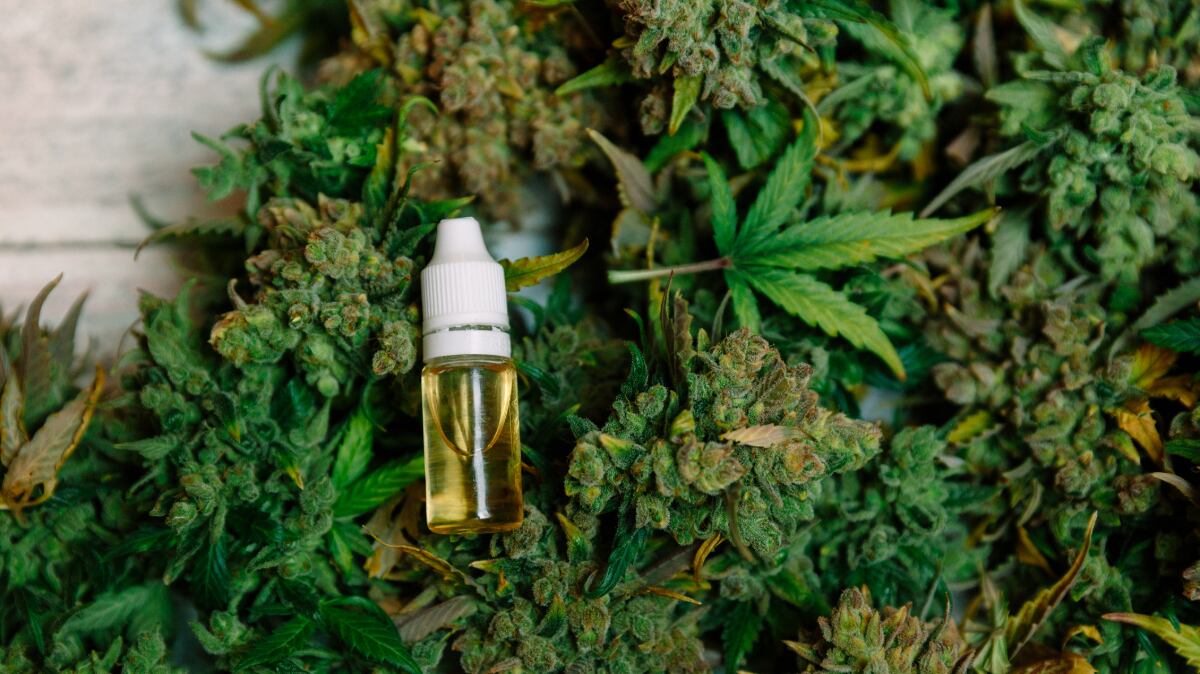 Marijuana cultivation in India permitted for research and medicine, but nutraceuticals remain left out