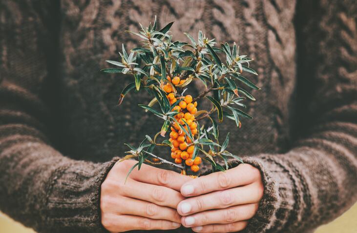 Bucking-the-diabetes-trend-Consumption-of-sea-buckthorn-for-five-weeks-decreases-fasting-blood-glucose-in-prediabetics.jpg