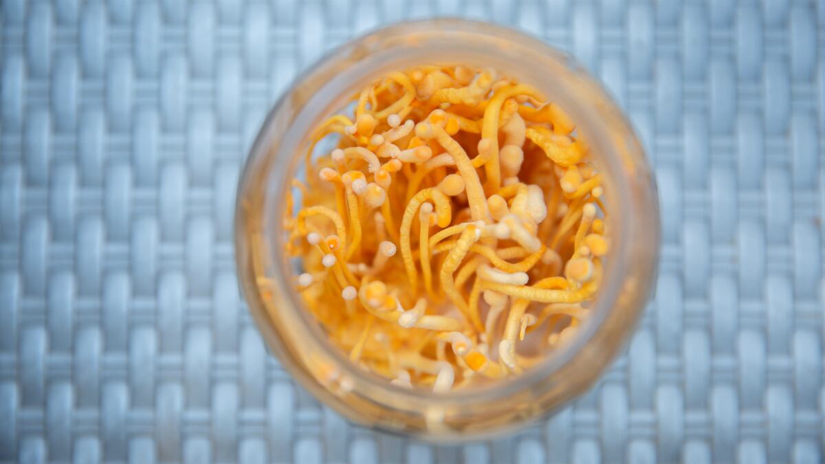 Consumption-of-cordyceps-extract-can-improve-immune-health-through-cell-mediation-South-Korean-RCT.jpg