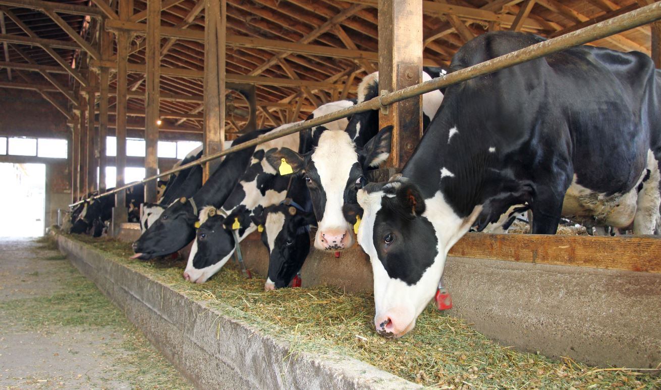 Omega-3 and dairy: Supplementing animal feed with fish oil most effective strategy for boosting levels