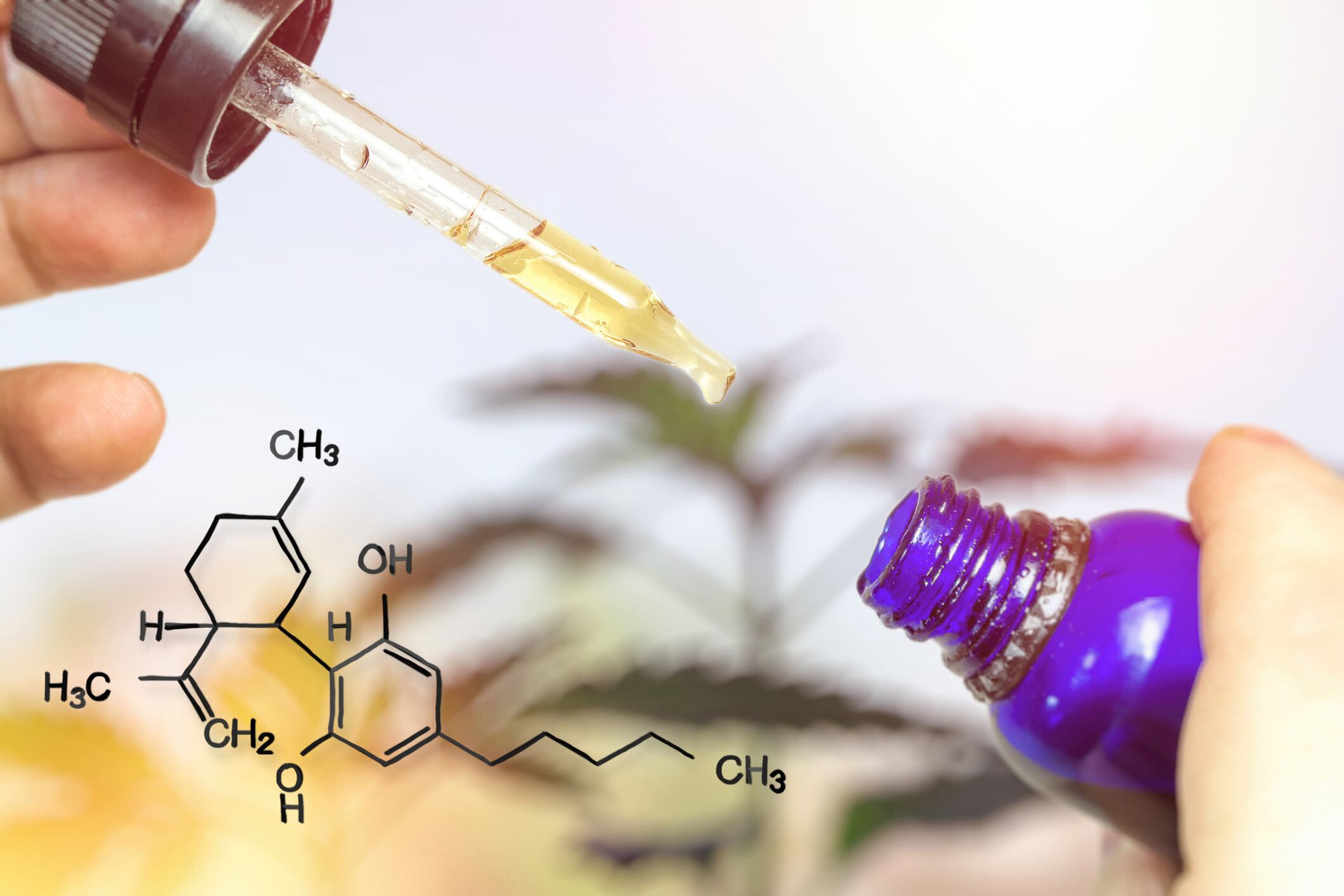 CBD and turmeric absorption: Holista Colltech files for delivery system global patent