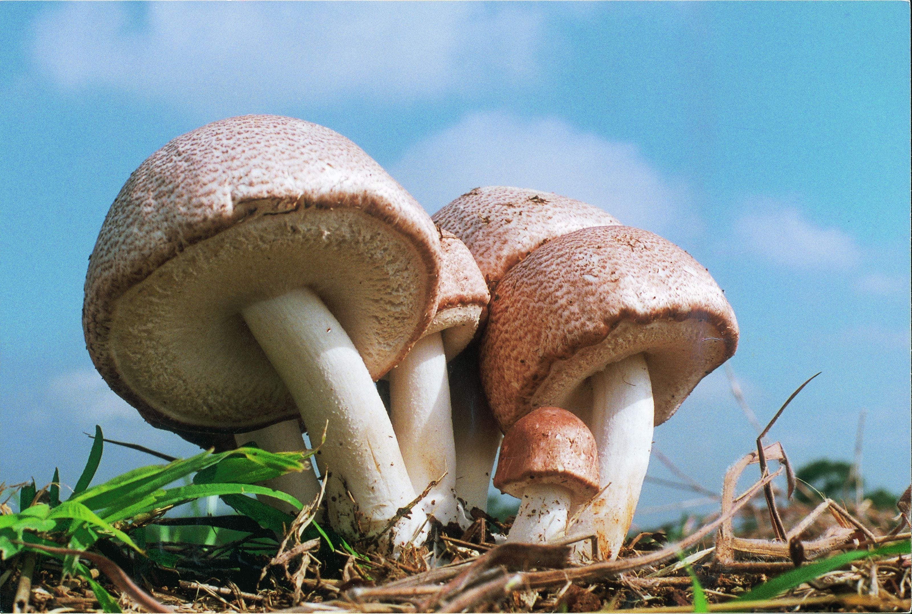 King Agaricus KA21 mushroom heals wounds and improves skin elasticity – latest findings