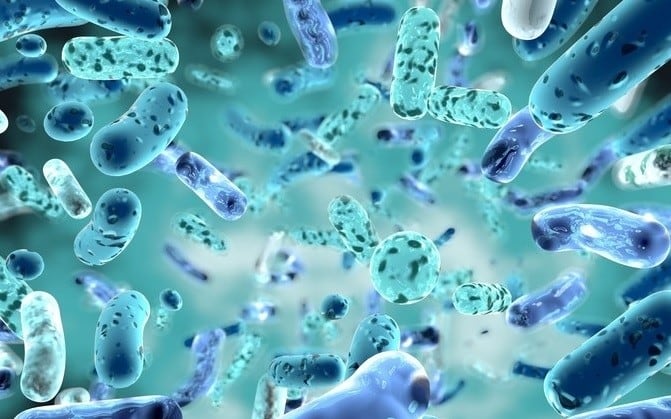 Probiotics, prebiotics reduce inflammation and maintain gut health for healthy ageing — Japanese review