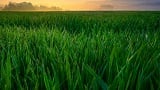How Sustainable Glucosamine Fulfills New Consumer Demands