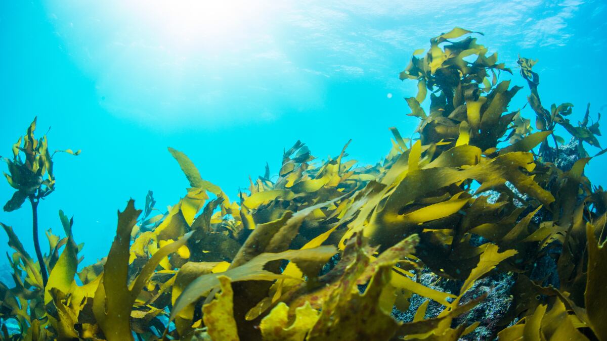 Hypertension-stemming-seaweed-Indian-institute-seeks-industry-backing-to-commercialise-new-nutraceutical.jpg