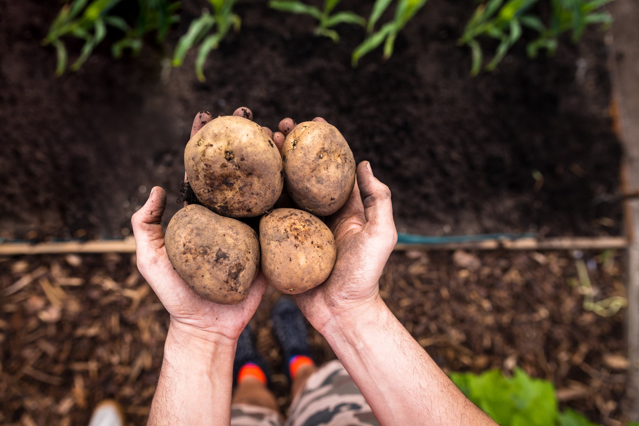 Resistant starch prebiotic may boost antioxidant and choline levels