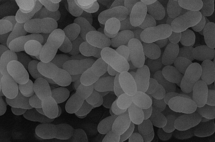 lactococcus-lactis-strain-plasma.jpg