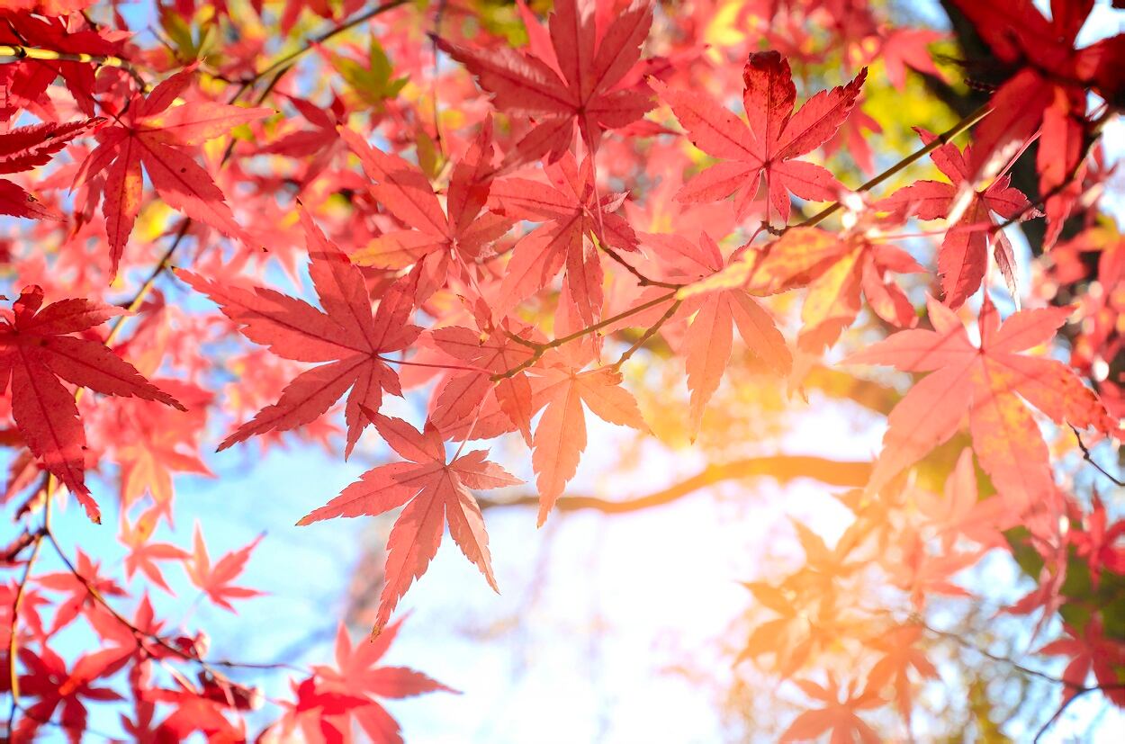 Maple-leaf-extract-may-prevent-wrinkles-research-suggests.jpg