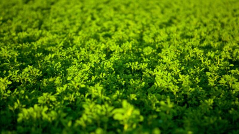 ‘Most abundant protein worldwide’: NZ’s Leaft Foods on leaf-based protein’s F&B manufacturing advantages and commercial plans