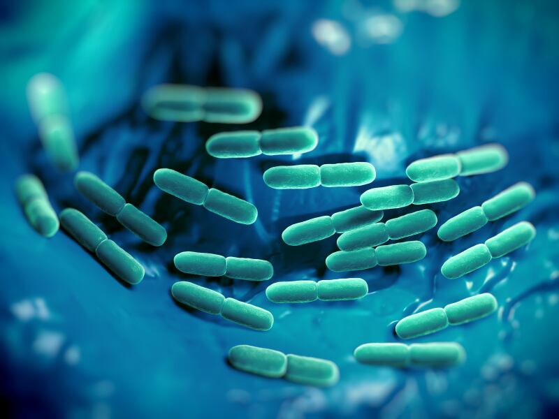 Probiotic strain makes use of gut-brain axis to aid stress management, study finds