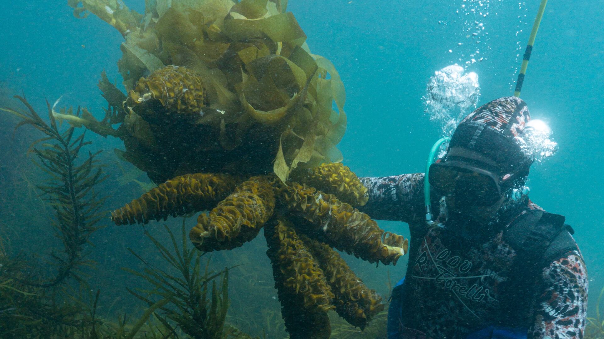 Brown seaweed extract could support prostate health – preclinical study