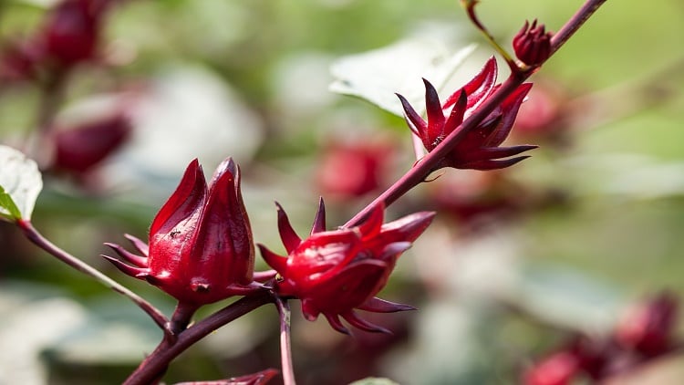Drink-for-hydration-Brewed-roselle-promising-for-skin-hydration-Vitafoods-Asia-speaker.jpg