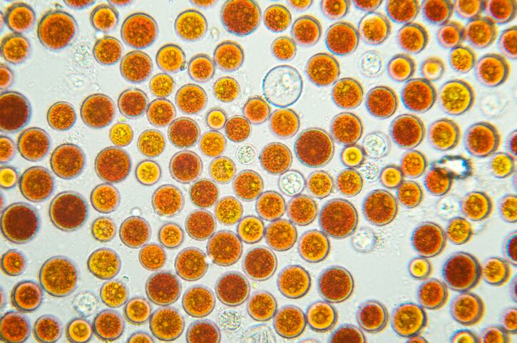 With-expansion-complete-BGG-claims-to-have-biggest-astaxanthin-production-facility-in-world.jpg