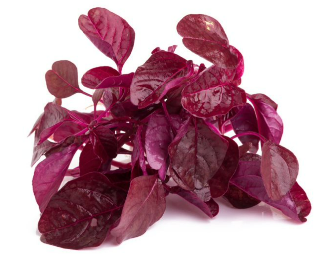 Amaranthus