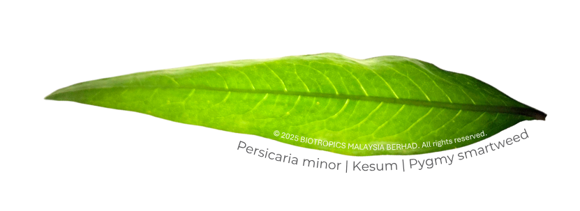 Kesum leaf
