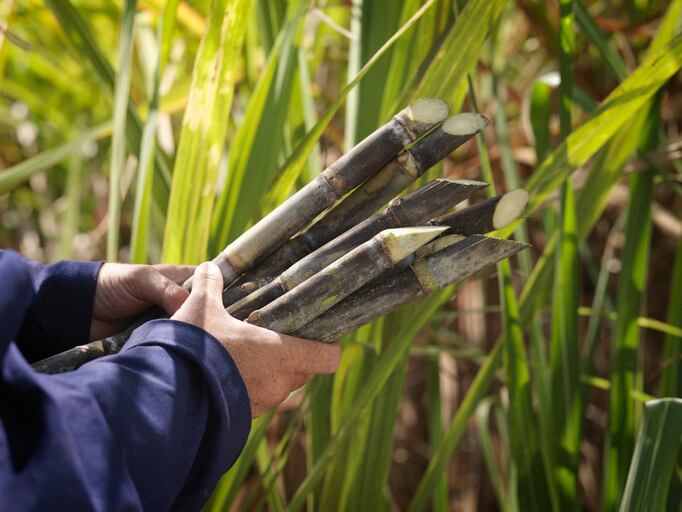 Sugarcane-polyphenols-Remote-trial-to-explore-health-benefits.jpg