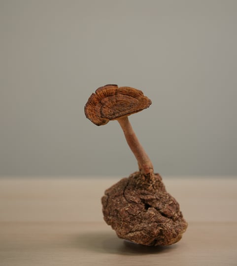 tiger-milk-mushroom.png