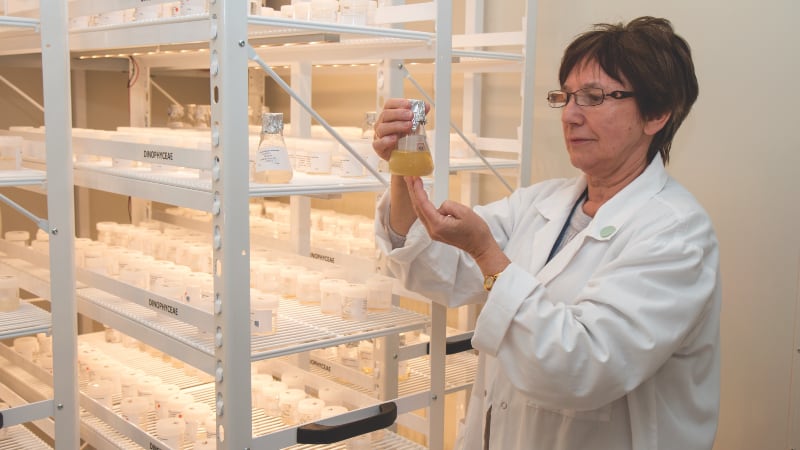Protein powerhouse: New Zealand’s NewFish eyes active and sport nutrition markets in the US with nutrient-rich microalgae applications