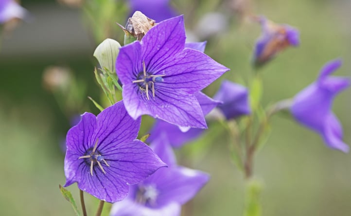 Ready to fly? South Korea exploring balloon flower as health functional food due to triglyceride lowering effects 