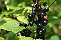 Breakthrough key brain nutrient discovery in New Zealand blackcurrant berries essential for all ages