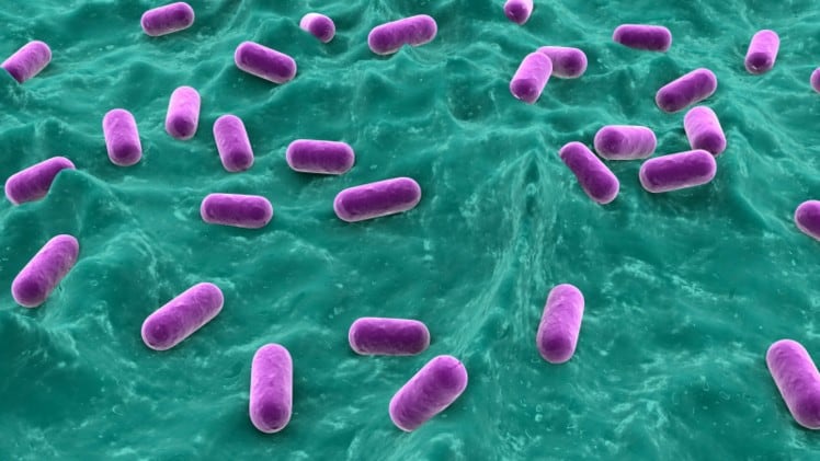 Shelf-stable and local trials: Kerry outlines plans for its APAC probiotics business