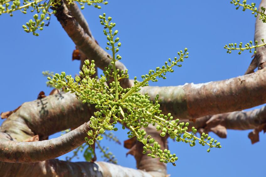 Demand-for-Indian-frankincense-threatens-health-of-slow-growing-raw-material-authors-say.jpg