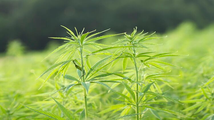 Supplement firms express interest as Thai authorities relax rules on the use of hemp and CBD