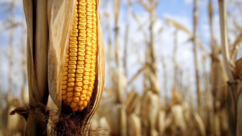 Corn.jpg