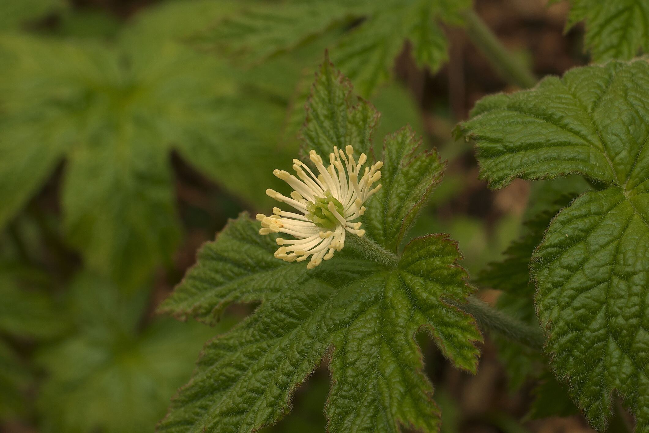Meta-analysis supports berberine-silymarin combination for cardiometabolic health