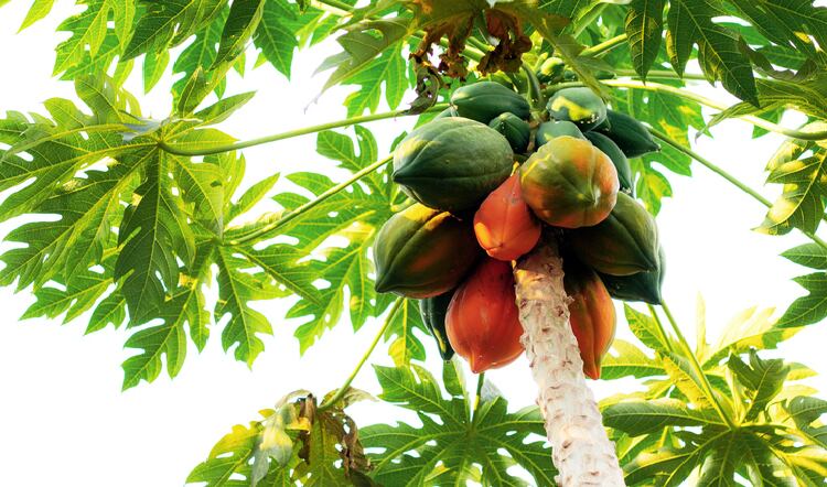 Papaya leaf extract for dengue: NZ firm develops supplement as adjunctive to mosquito disease