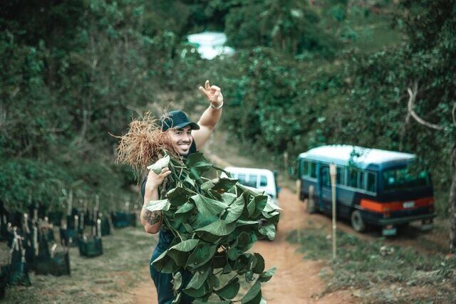 noble-kava-plant.jpg