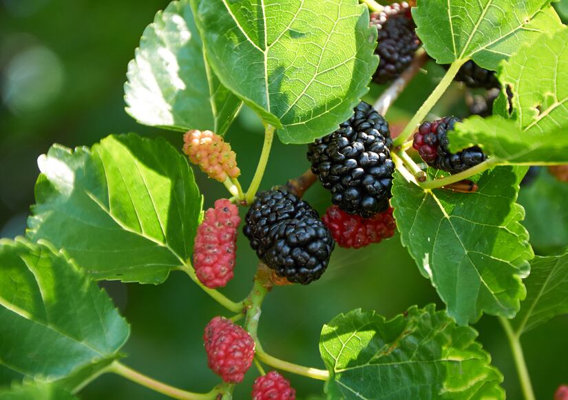Mulberry-leaf-extract-s-blood-sugar-management-potential-backed-by-new-study.jpg