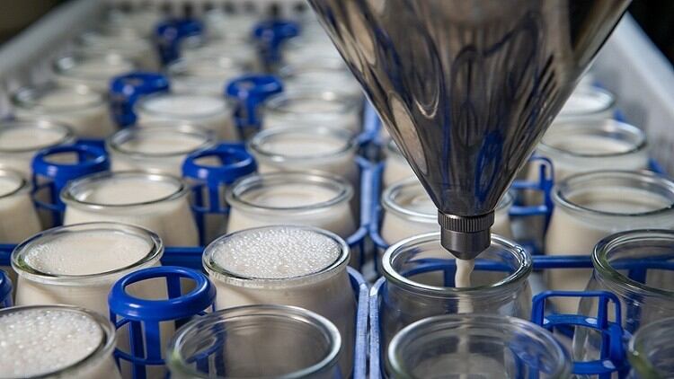 Probiotic from Penang: Malaysian cow’s milk bacteria strain exerts benefits for brain, URT, and liver