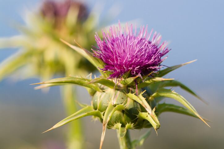 Milk thistle, vitamin C, E most trusted for liver care in China