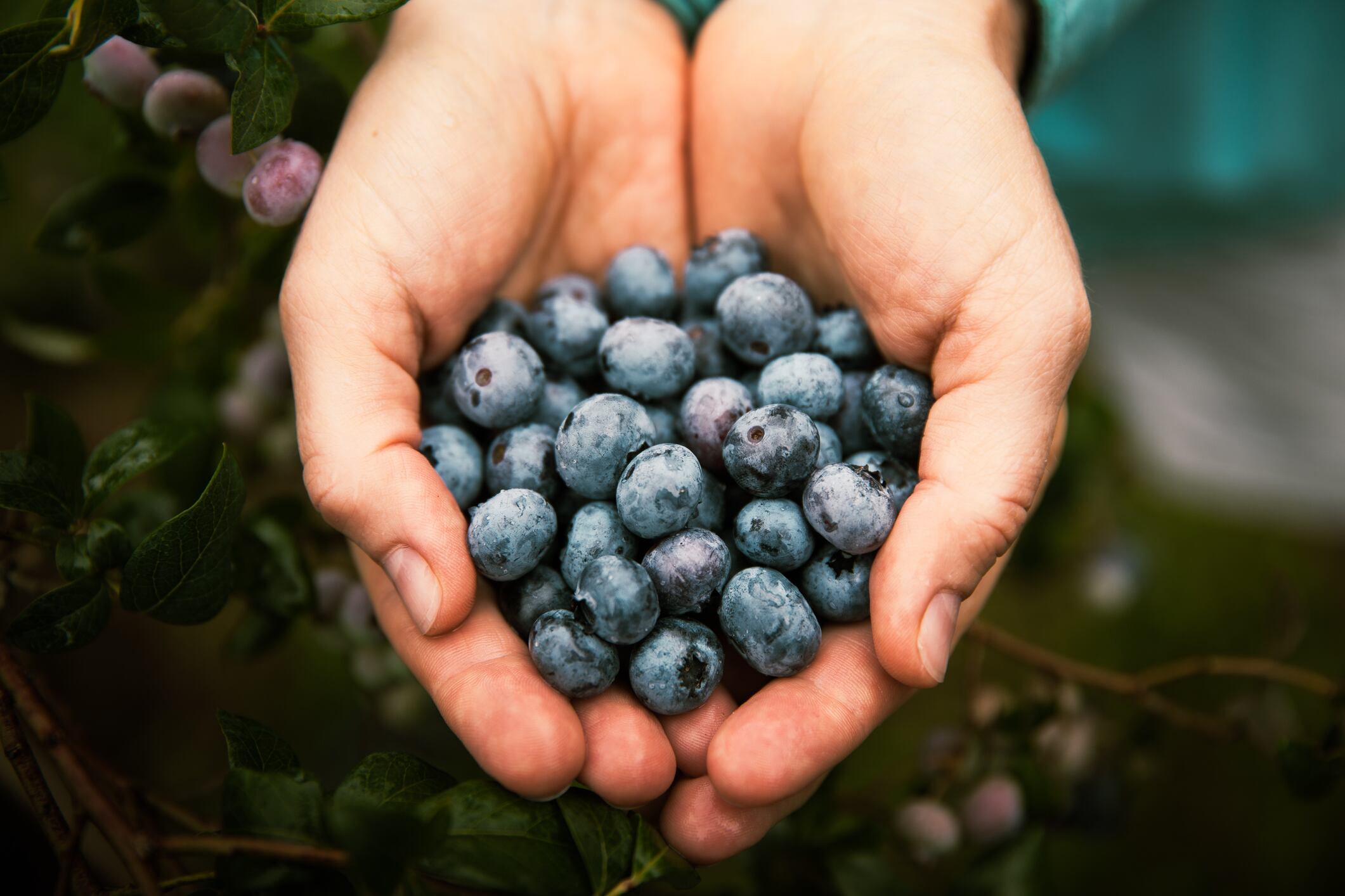 Blueberries-C-Getty-Images-PhotoSouth.jpg