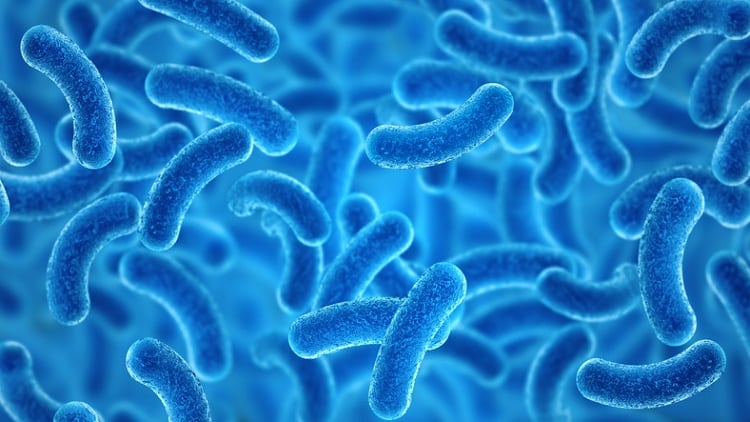 Taiwan-s-most-popular-health-foods-Lactobacillus-and-stout-camphor-fungus-top-the-list.jpg