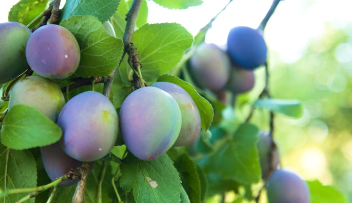 From-gin-to-nutrition-New-Zealand-s-plum-gin-maker-receives-cash-tonic-to-fund-nutrition-research.png