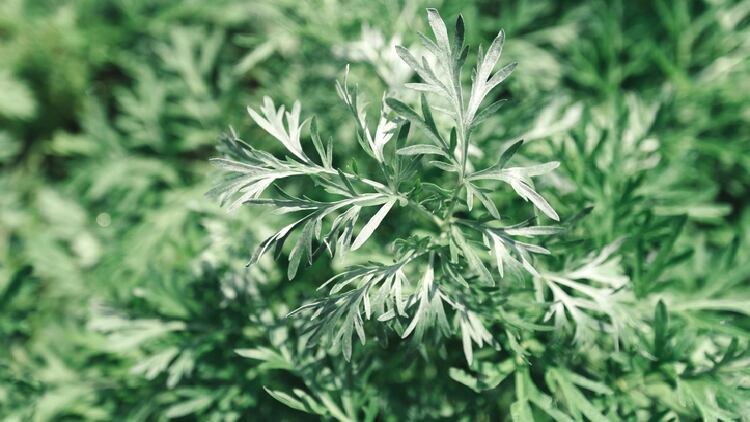 Miscarriage risk: TGA to investigate artemisia species permitted for use in supplements