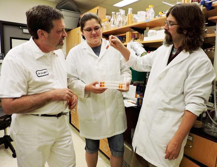 Avocado seed extract shows anti-inflammatory promise