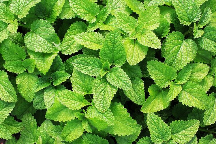 Study-Spearmint-extract-may-boost-attention-in-healthy-active-men-and-women.jpg