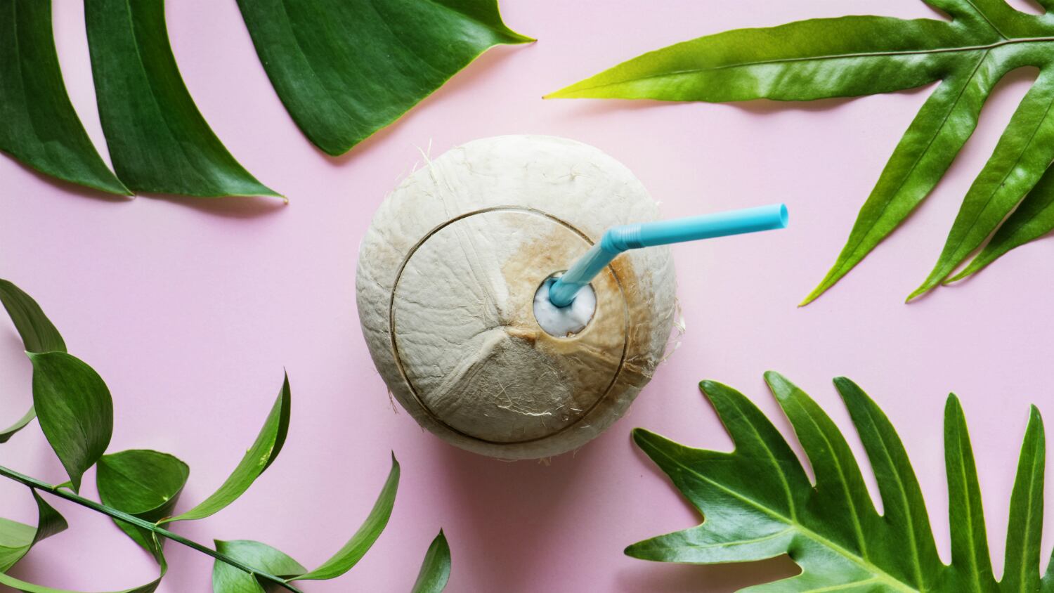 Indian and Korean researchers develop functional probiotic beverage from fermented coconut water