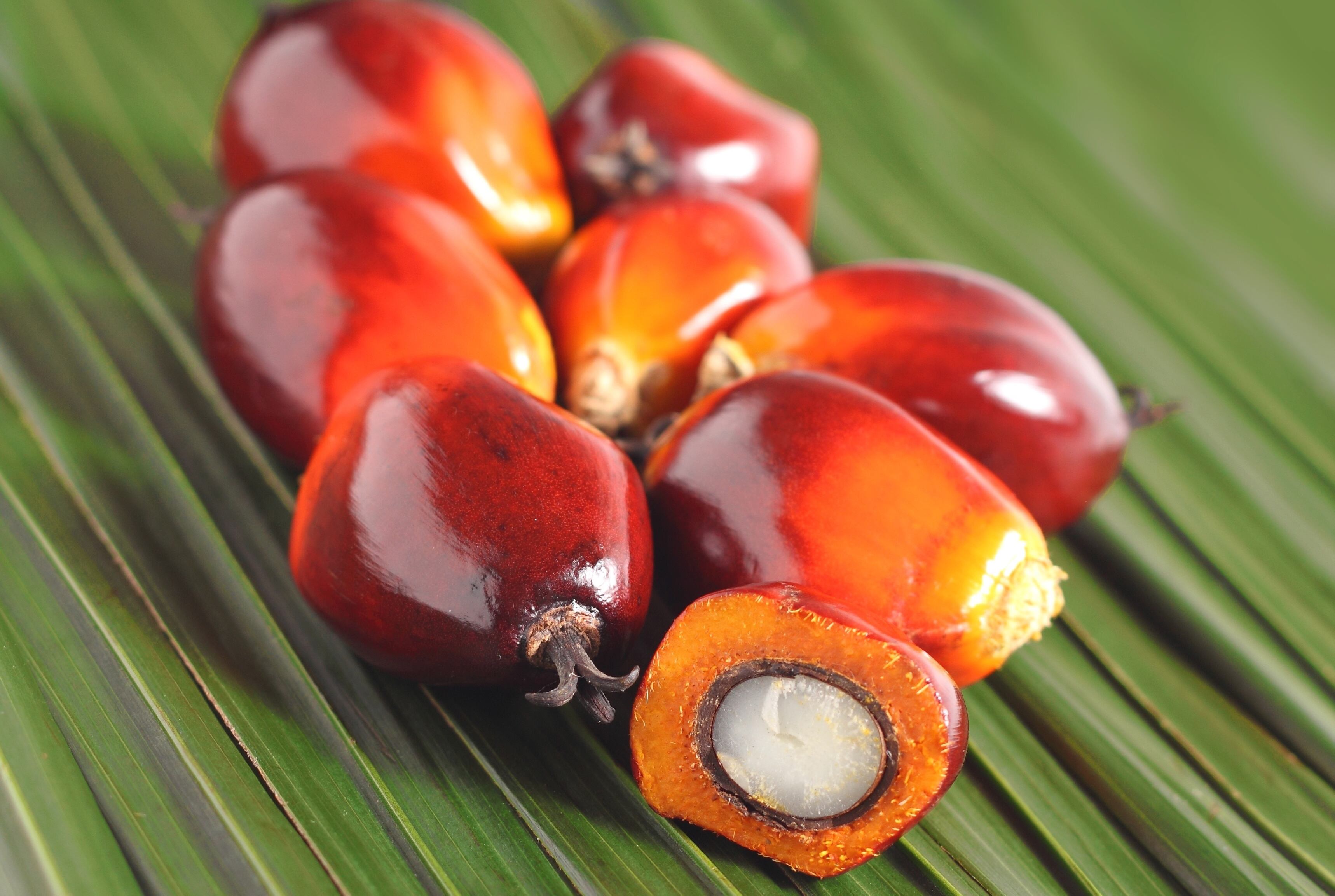 Palm-fruit-ingredient-cuts-diabetes-shows-cognitive-gut-benefits-in-rat-model.jpg