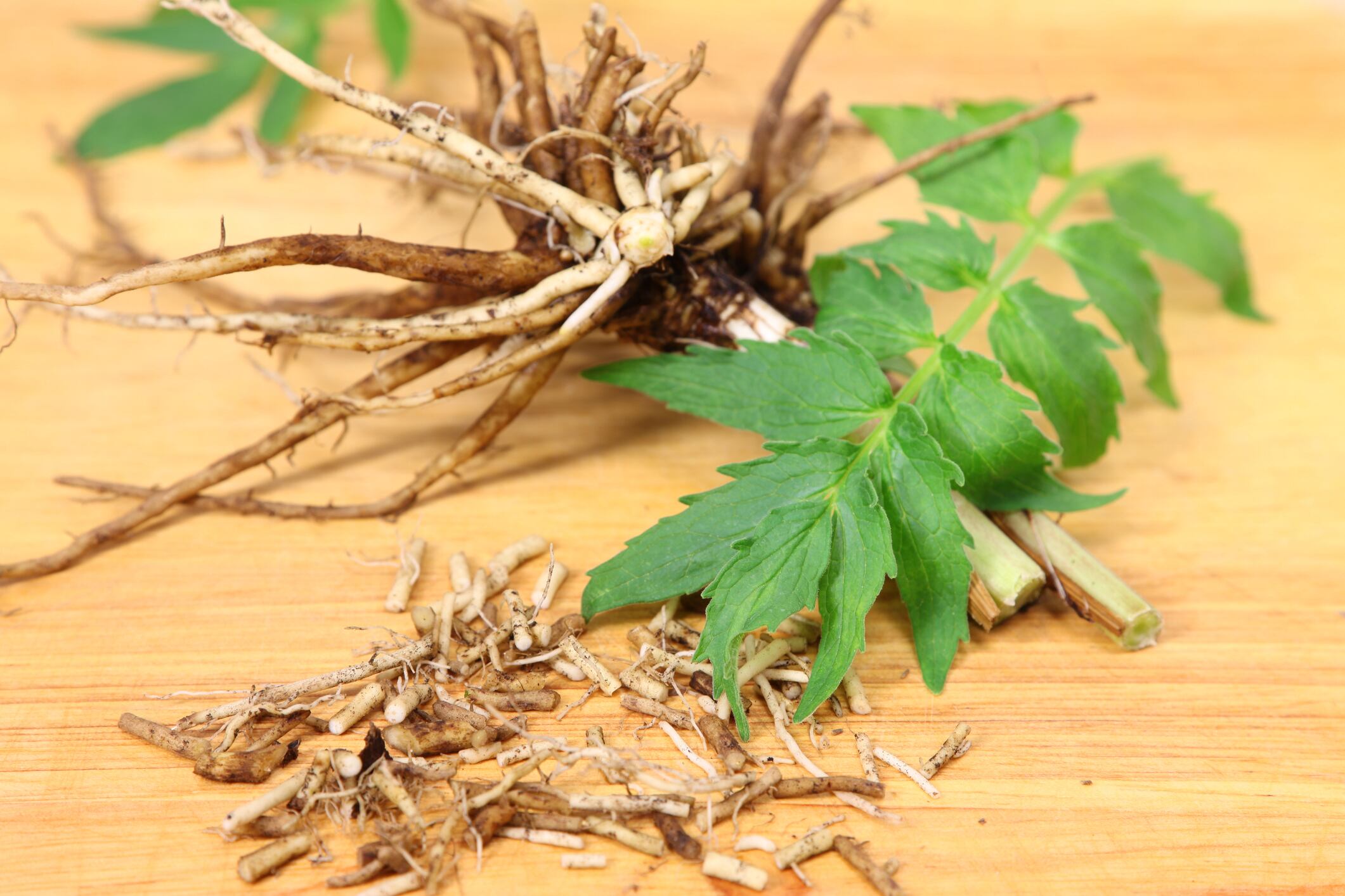 Can-Valerian-root-extracts-alter-functional-brain-connectivity.jpg