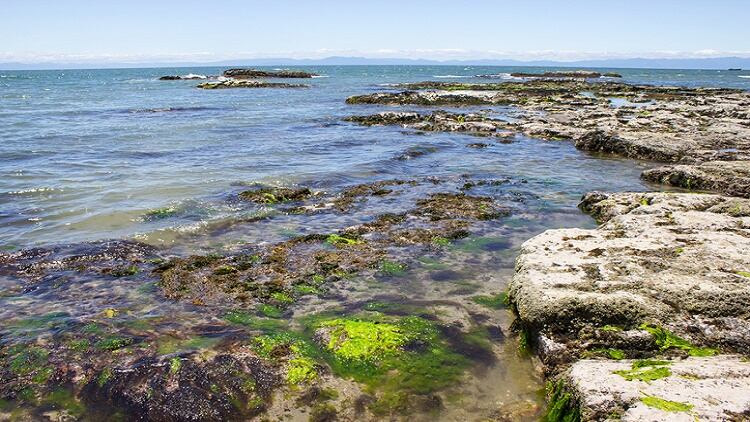 Novel duo: NZ study to assess combined benefits of greenshell mussels and fucoidan