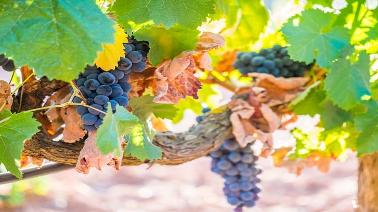Higher dietary intake of resveratrol lowers hip fracture risk: Chinese study
