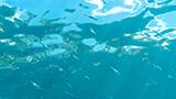 The changing tide: The need to shift to sustainable omega-3 sources for human consumption 